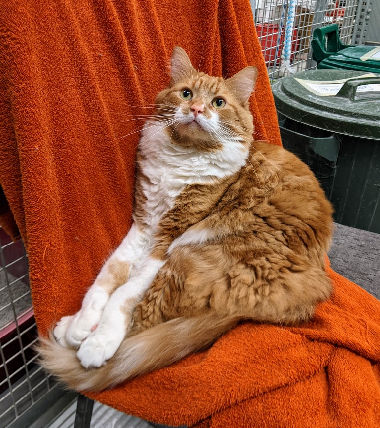 Adoption Furry Friends Barrie