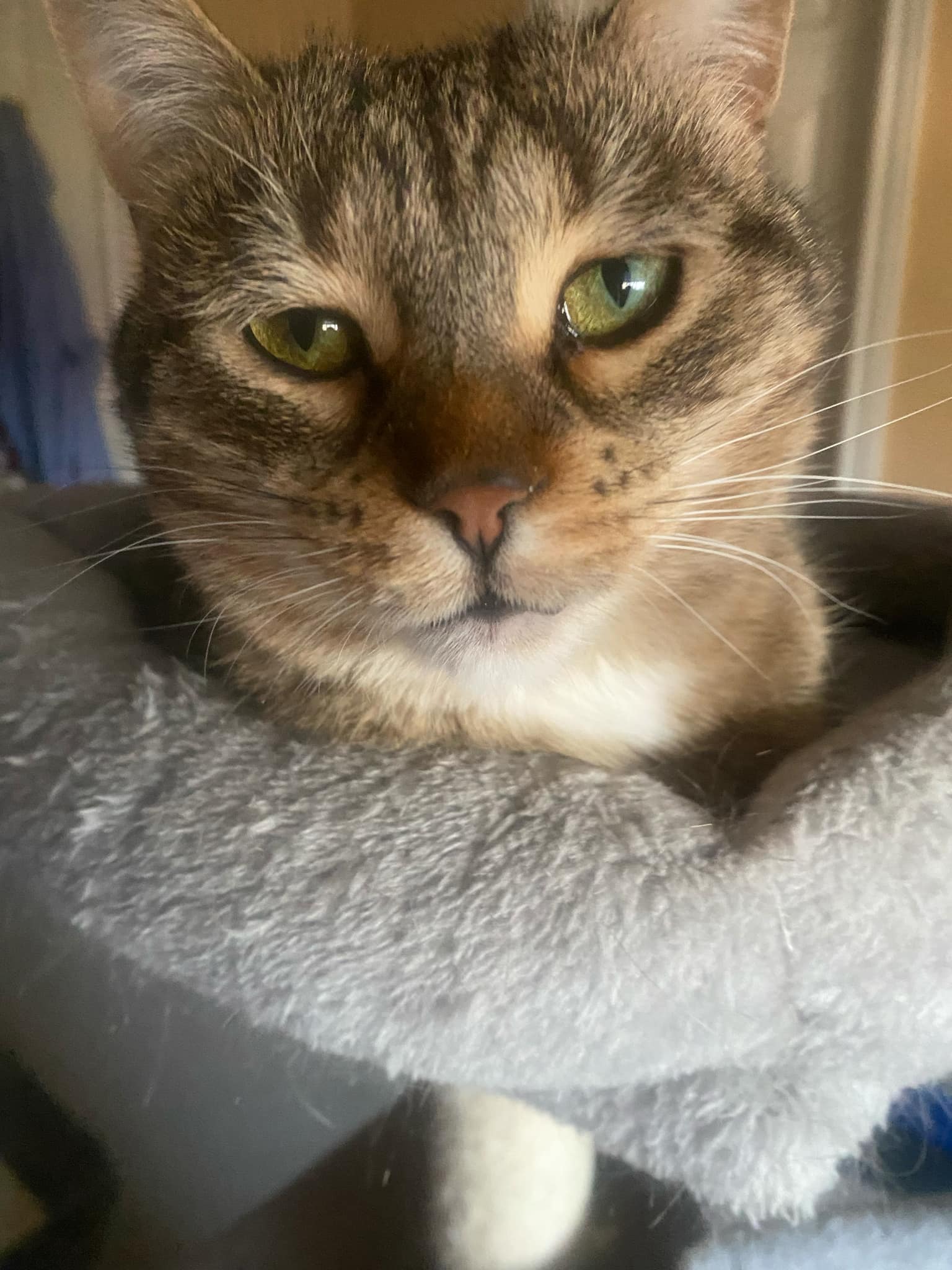 Cayenne