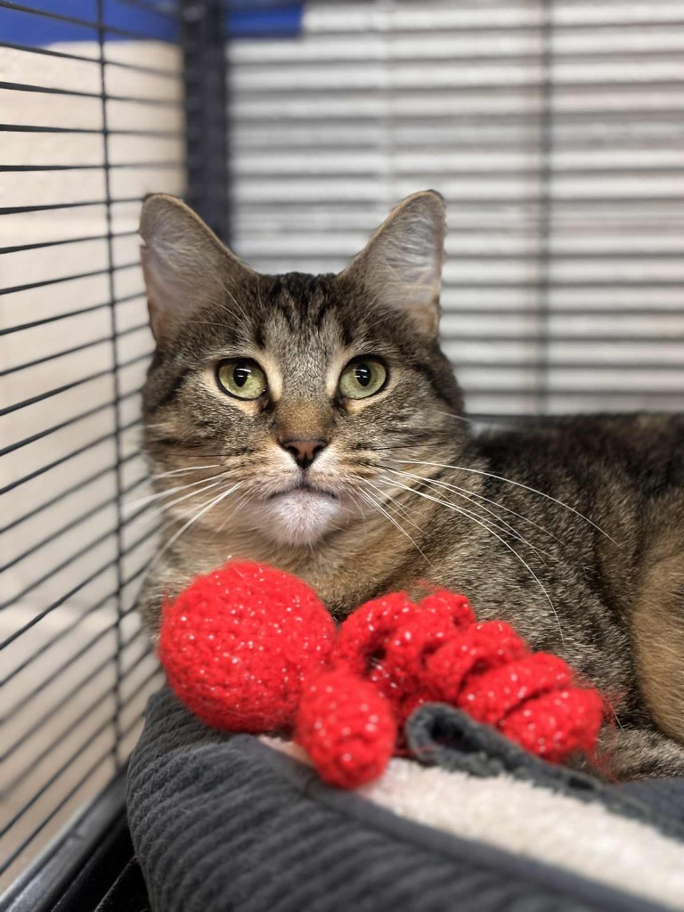 Bonita