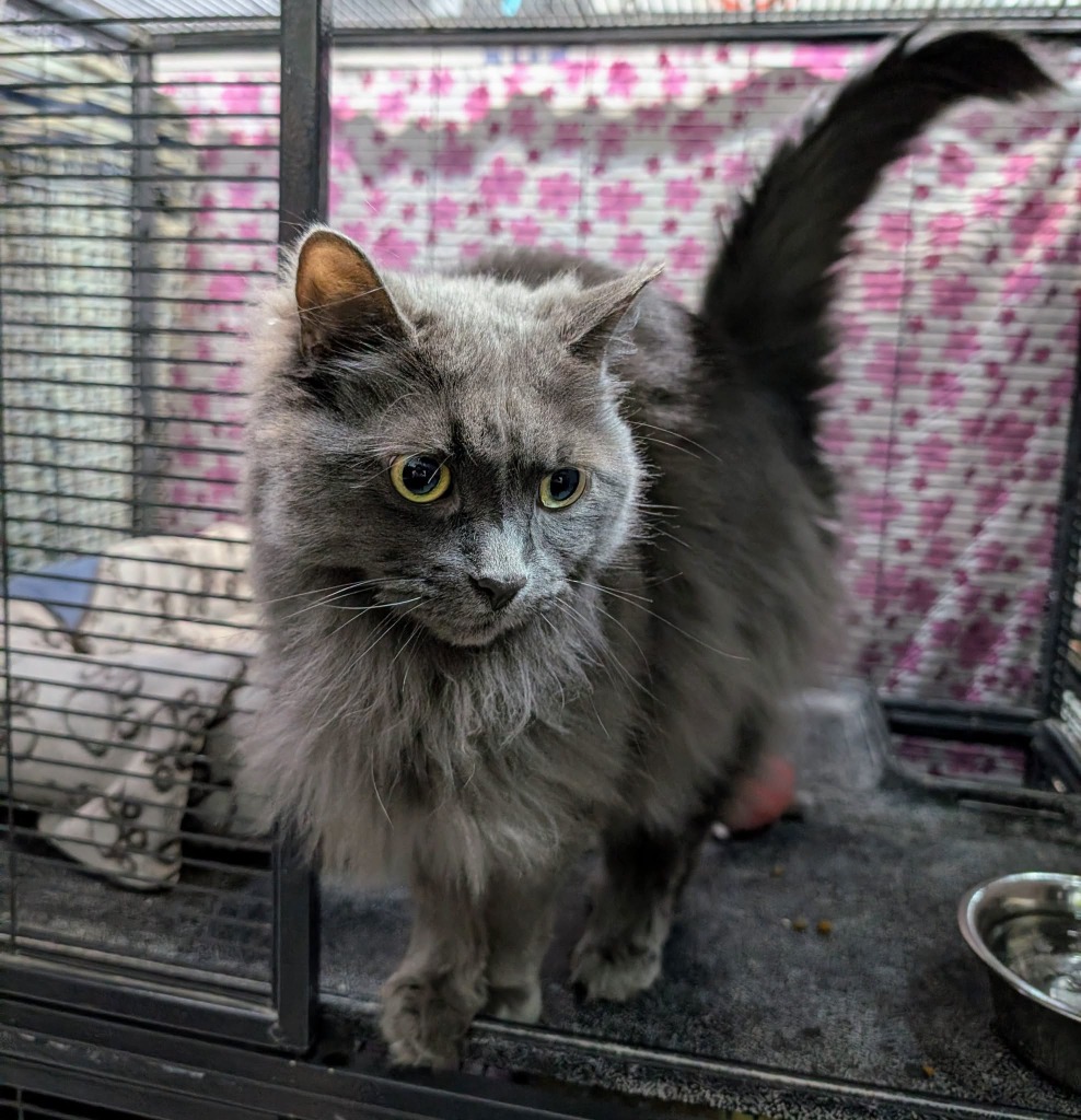 Mimi