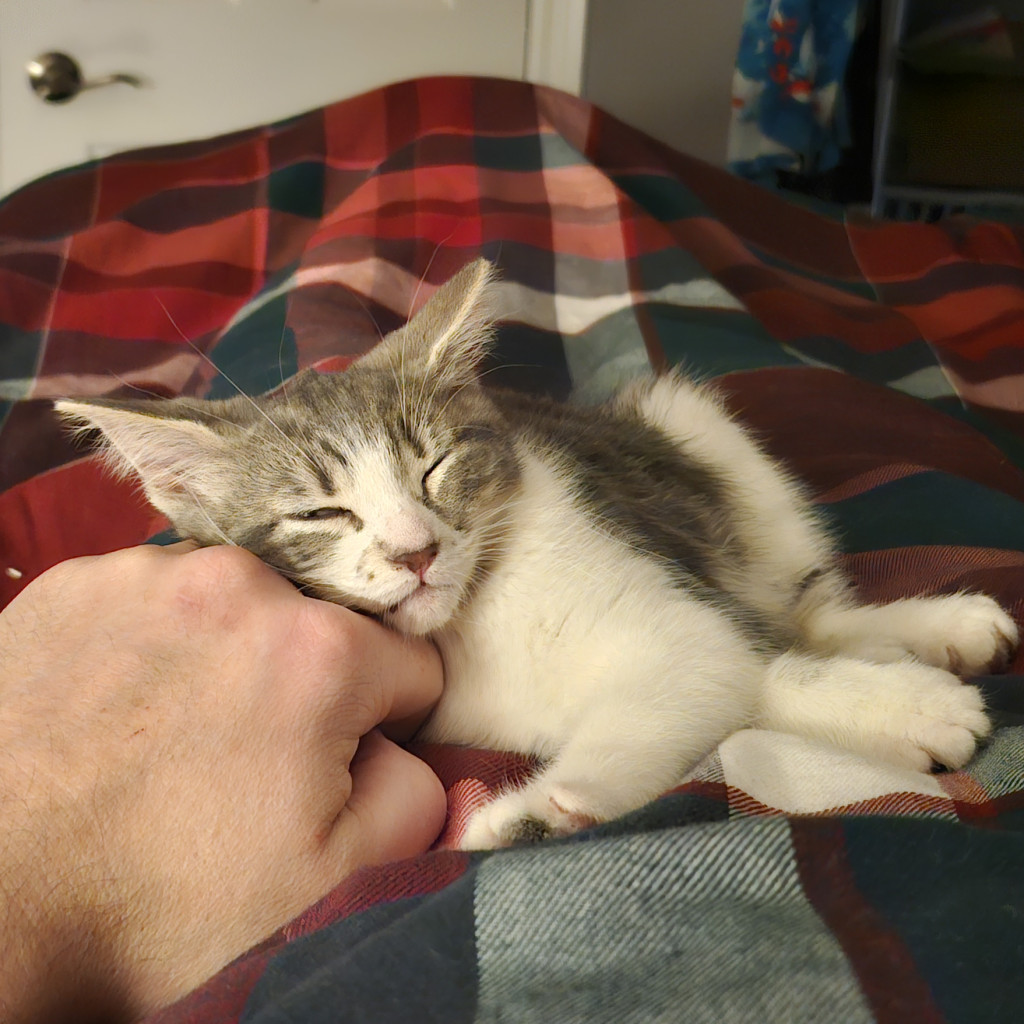 Marshmallow
