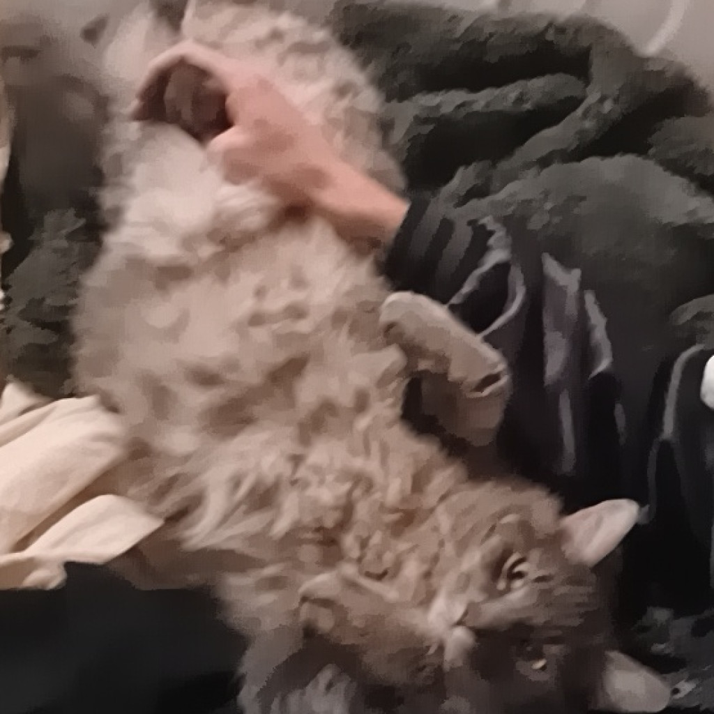 Apollo