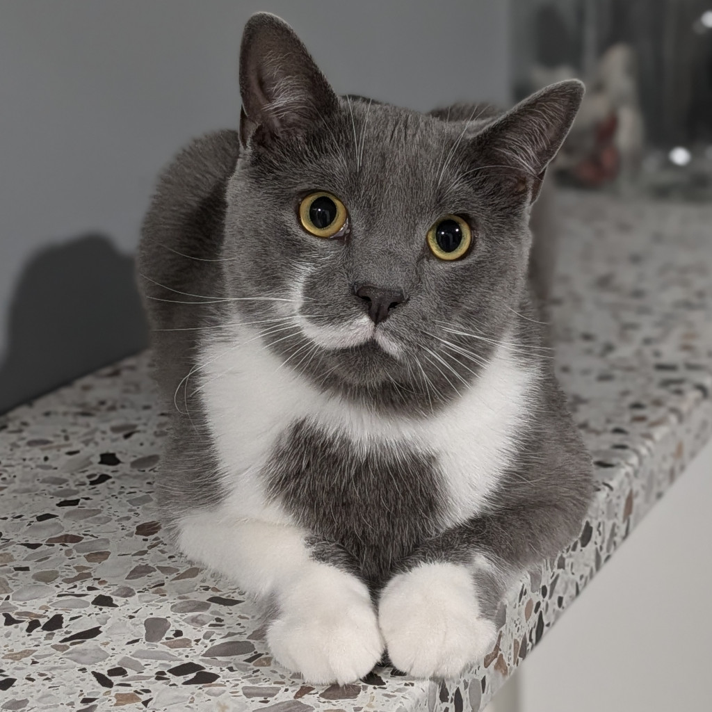 Steve