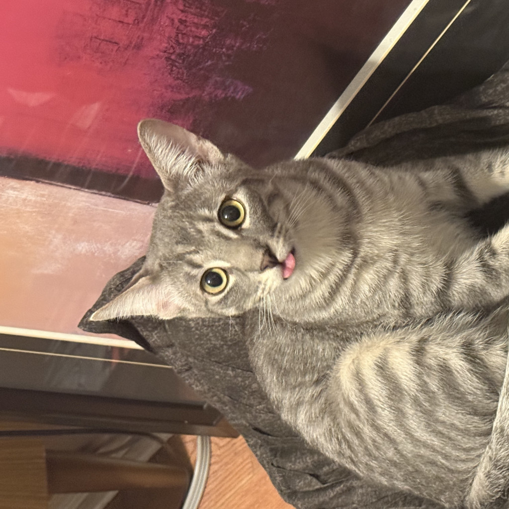 Tiny cat/dusty